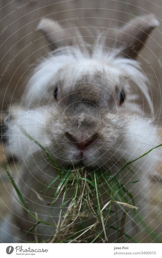 Rabbit munching grass with relish, which hangs cheekily from his mouth. Hare & Rabbit & Bunny Animal Animal portrait Spring fever Love of animals Pelt Pet