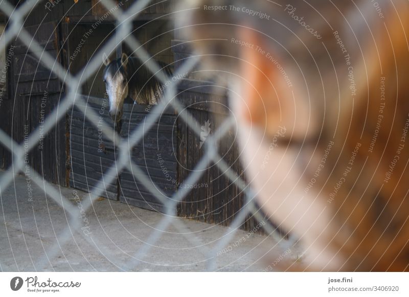 The girl looks longingly through the wire mesh fence to her Andalusian stallion, which has been locked away from her. Girl inquisitorial Grief Pet Horse