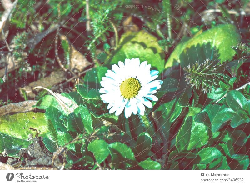 Little herald of spring that I almost missed, but luckily only almost. Flower Nature Close-up Exterior shot Plant Blossom