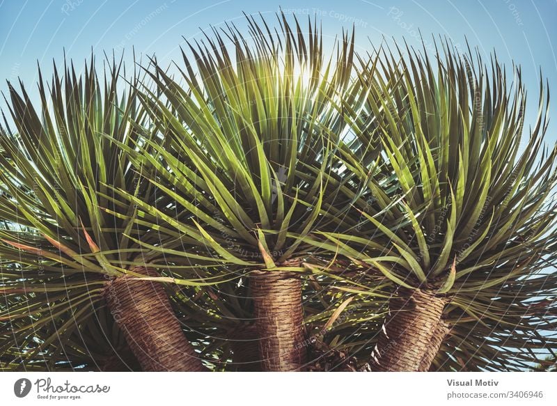 Three branches of a Dragon tree also known as Dracaena draco or Drago from Canarian islands color no people bark nature natural natural light botanic