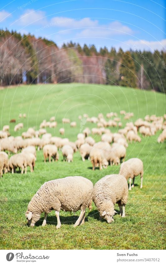 Flock of sheep in spring on a pasture in the Bodensee district sheep breeding migratory sheep lambs Lake Constance Nature Grass Field Green Meadow Agriculture