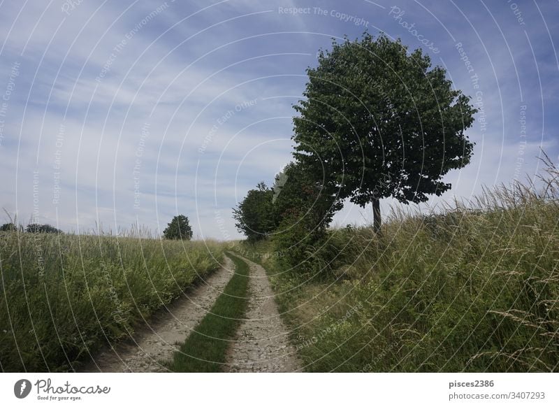 Idyllic path trough fields with trees on wayside and blue sky gold switzerland germany europe landscape saxon beautiful landscape hiking farmland golden grain