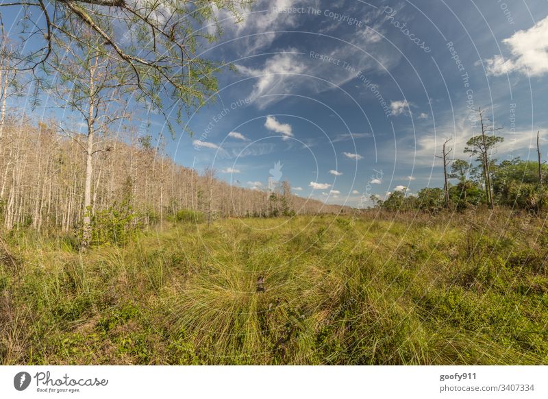 Florida marshlands USA Vacation & Travel Landscape Nature Deserted Adventure Freedom Colour photo Exterior shot Environment Plant Sky Clouds Trip Marsh