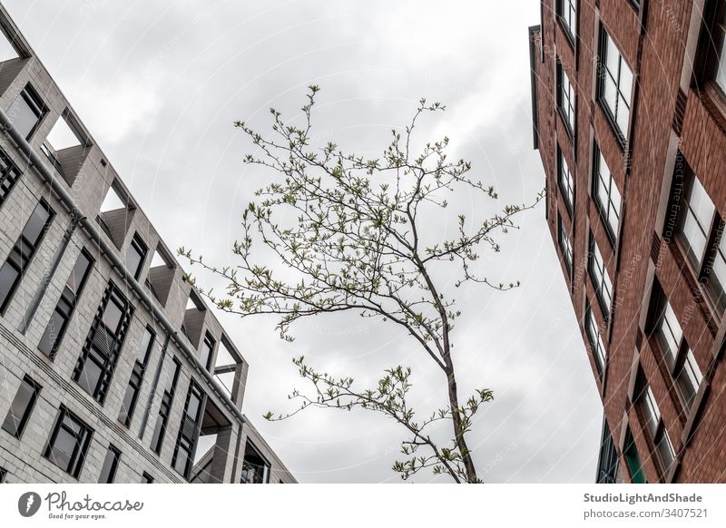 Young tree growing between stone urban buildings architecture architectural old town street Montreal Quebec Canada Vieux Montreal windows white red orange gray