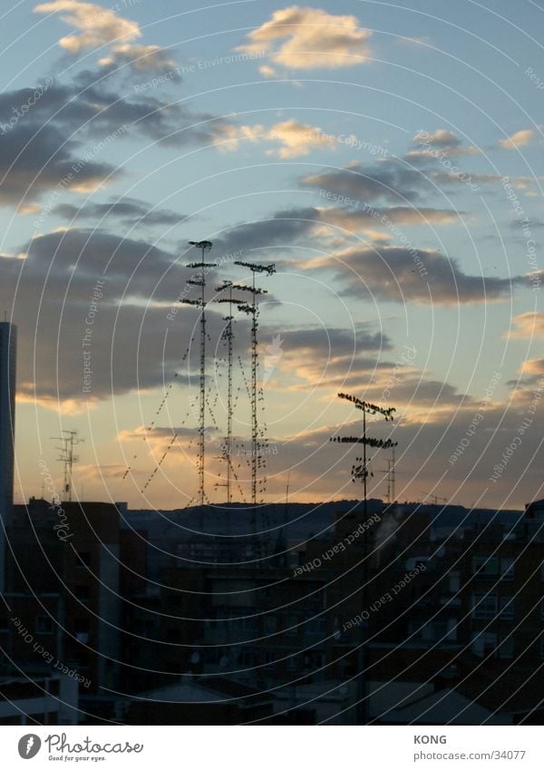 antenna stool Bird Antenna Summer Roof Horizon Dusk Vantage point