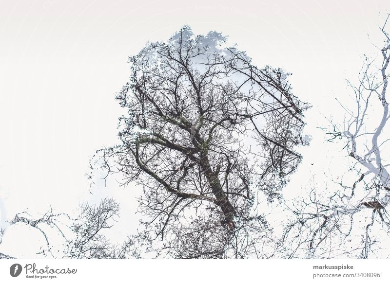 Double exposure deciduous tree Tree trees Contour outline Silhouette