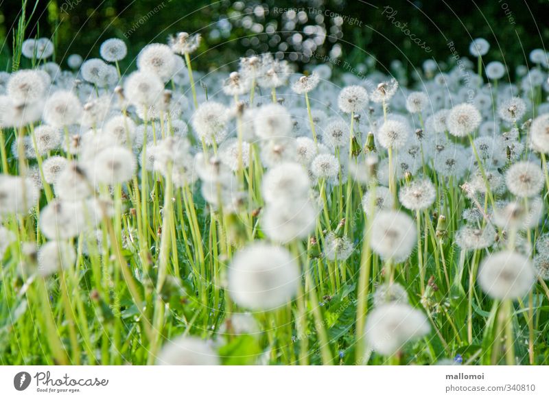 dandelions galore Dandelion Environment Nature Plant Wild plant Garden Meadow Green White Spring fever Infinity Dandelion field Mostly Accumulation Sámen