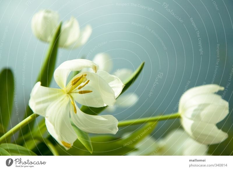 white tulip bouquet before blue Tulip Pollen Stamp Stamen Spring Exceptional Bouquet Fragrance Blue White Blossom Plant Blossoming Faded Limp