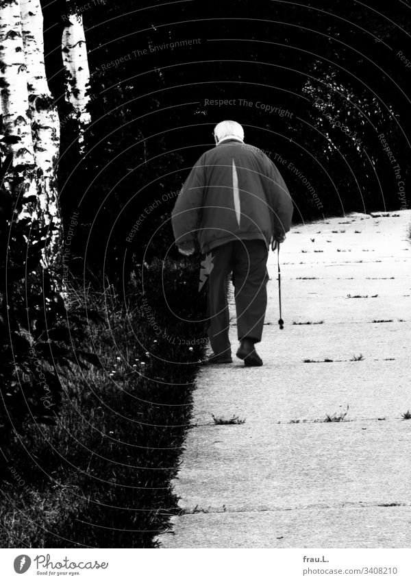 There he went, the old man with his walking stick, the birches looking after him and hoping for a morning with him. Man Old Father Exterior shot off trees