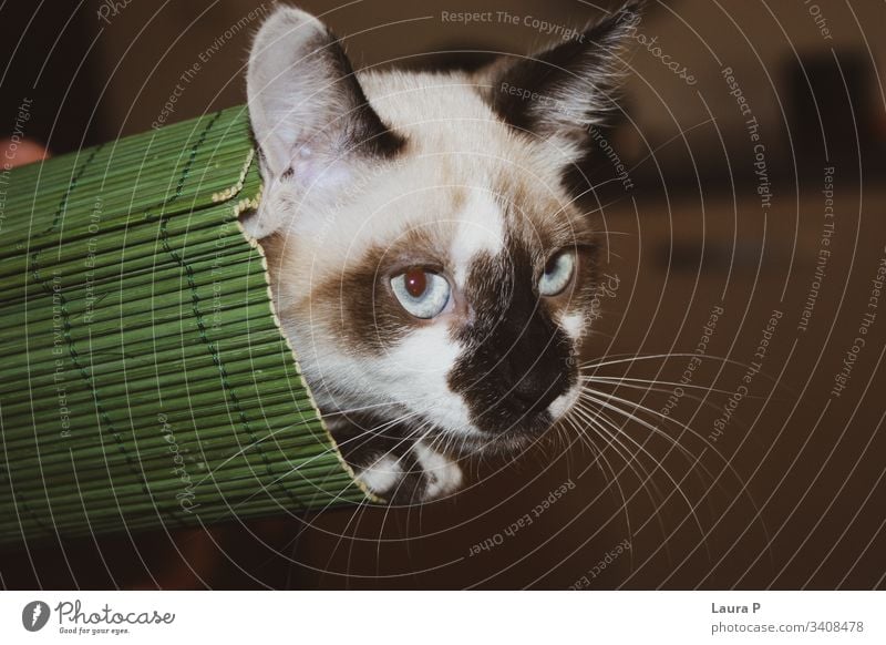 Close up of a blue eyed cat in a green mat roll portrait close up domestic animal cute beautiful blue eyes Animal Pet Cat Animal face Baby animal Looking