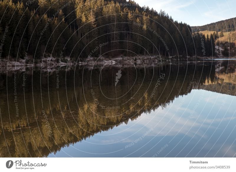 Still water and forest Reservoir Water Forest spruces Black Forest Reflection bank Deserted Landscape Sky Calm Beautiful weather