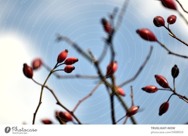 A rosehip bush with red fruits in shallow depth of field in front of a pale blue sky with white clouds Rose hip rose-hip bush twigs Red shine Sky Blue Clouds