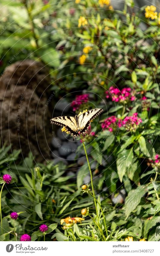 Anise swallowtail butterfly Papilio zelicaon perches on a flower bright wings garden nectaring insect bug nature animal wildlife