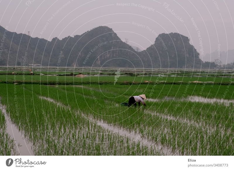 A Vietnamese rice farmer at work in a green rice field Harvest Plant Farmer Nutrition Agriculture Colour photo Asia Rural Vacation & Travel Food Nature