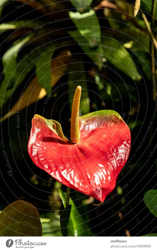 Pink anthurium flower Anthurium andreanum Flower pink flower red flower garden tropical flower nature