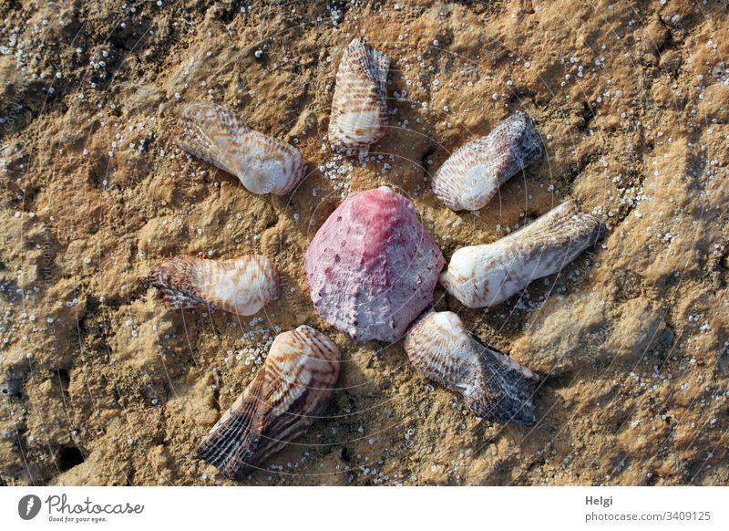 extraordinary shells in the shape of a sun on a rock seashells Beach Rock Sun symbol Beautiful weather Coast Majorca Deserted Colour photo Exterior shot Day