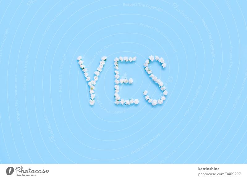 Word YES made of white flowers on a light blue background romantic yes word letters weding pastel gypsophila flat lay top view above concept creative day decor