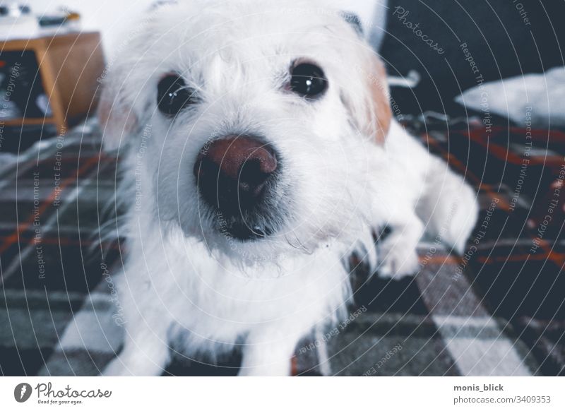 White dog on couch Sofa Dog small dog Animal Animal portrait Love of animals Shallow depth of field Pet sweet dog Cute fur nose Pelt sluggish snuffle sniff