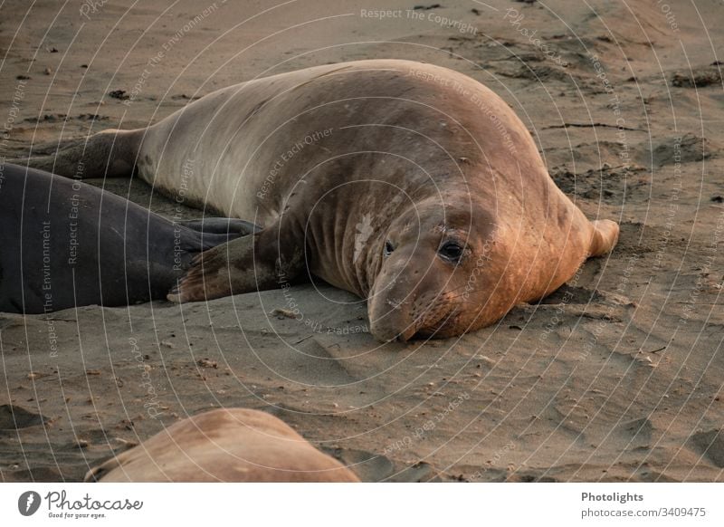 Elephant seal on the beach of Piedras Blancas - California Colour photo Consistency lines Behavior Seasons contented Colony marine animal world animals Rest