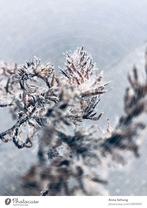 Structure of a plant in cobwebs Plant Nature texture Background picture Structures and shapes Detail Exterior shot Pattern Close-up Deserted Environment Blur