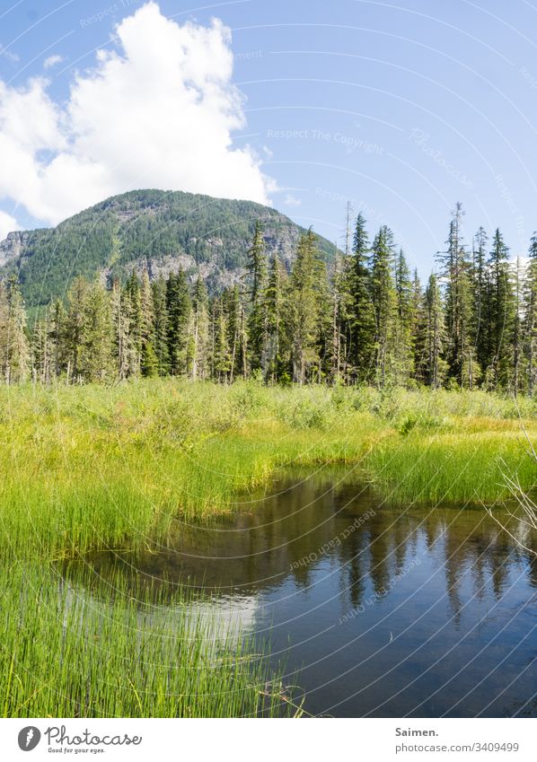 Bergsee Gras See Bäume Landschaft Ausblick Wasser Spiegelung Natur Colour photo Himmel wolken blau grün natürlich Wandern Amerika