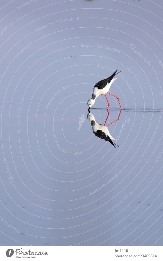 Reflection of stilt-walkers searching for food in low salt water Bird Mediterranean sea Salt extraction plant Majorca blue water red legs Foraging Deserted Blue