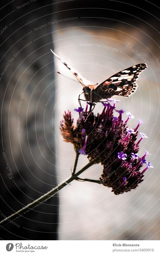 Butterfly wonderful with its splendor at wing size. Close-up #miracle #Insect #Animal #Feeler #Spring #Wings #Robby-and-more