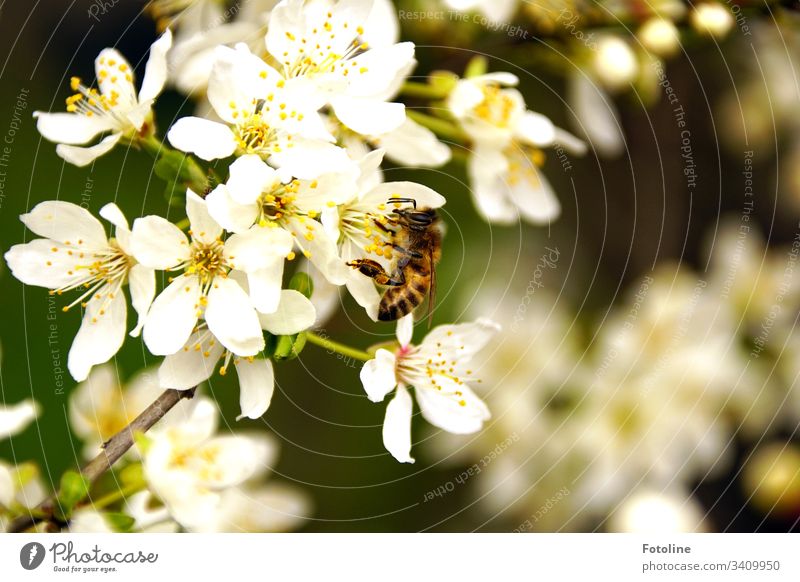 busy bee - or a cherry branch in full bloom with many small white blooming flowers in spring, visited by a busy bee Cherry blossom Spring Blossom Tree