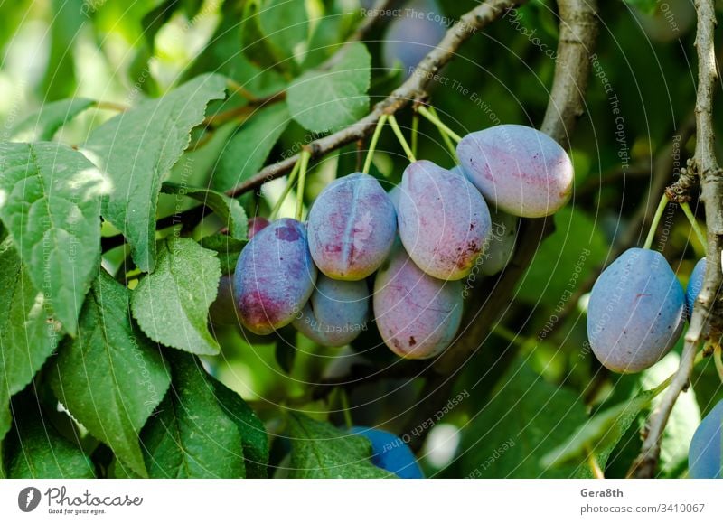 fruits of blue plum on a branch with green leaves close-up closeup food garden juicy natural nature ripe