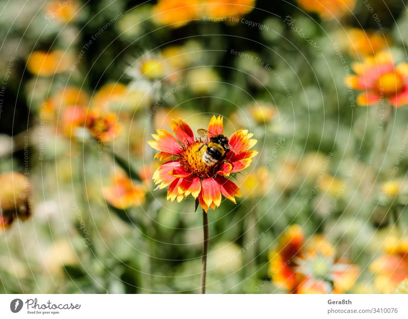 insect bumblebee on a flower with red and yellow petals close-up closeup collect pollen field meadow natural nature summer