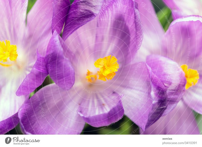 three purple crocus Spring Flower Blossom 3 Pistil Violet Yellow Plant Nature Garden Crocus spring bed Stamp Shallow depth of field