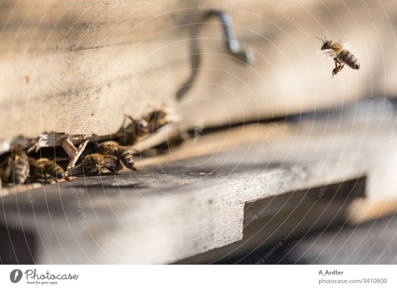 Bees fly into the beehive bees Beehive bee colony Honey bee Honeybees flight Flying Pollen Nature Bee-keeper Work and employment Insect Farm Colony Bee-keeping