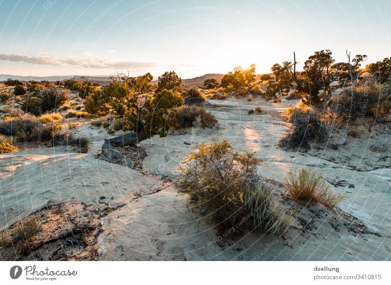 Bushes on rocky ground in low setting evening sun Landscape bushes Evening Evening sun Sunset Sky Clouds Beautiful weather Warmth Contentment Sunrise Nature