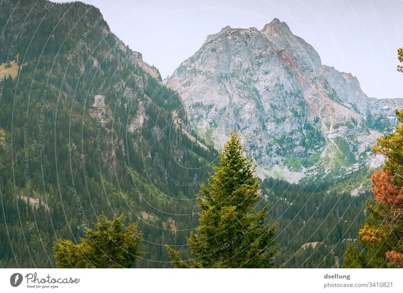 Mountain slope in autumn Meadow Tree Beautiful weather Blue Green Calm Sky Summer Nature Landscape Idyll Colour photo Exterior shot Deserted Deep depth of field