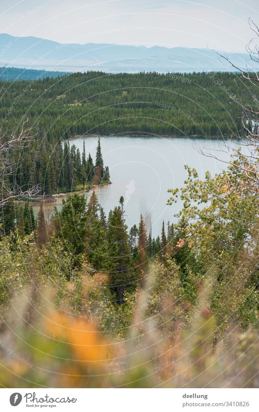 A lake in the middle of the forest between fir trees and a mountain range Fir tree Lake Lakeside Green Twilight Landscape Deserted Tree Exterior shot Water