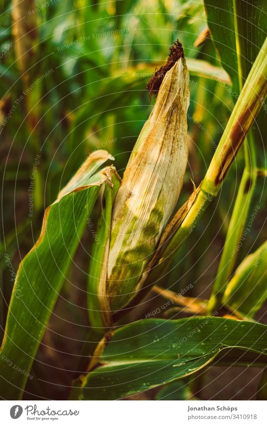 Corn field in late summer in the evening sun Autumn agriculturally Agriculture background Barley Cereal complete Maize Corn cob country Landscape Harvest