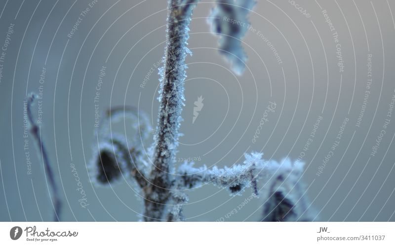 frost on a branch Cold Winter Ice Frost Snow Nature Branch Frozen Macro (Extreme close-up) Close-up Ice crystal Blue Freeze White Glittering Crystal structure