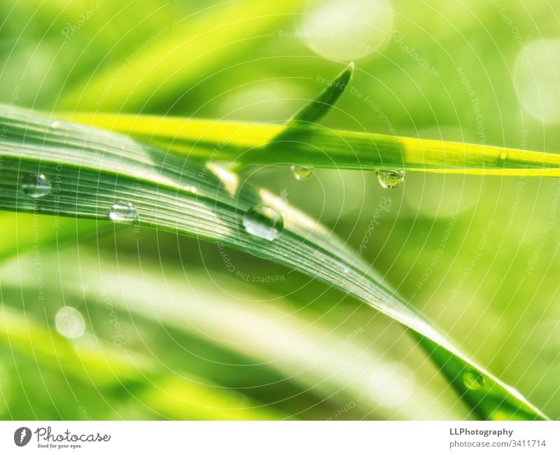 raindrop party on a blade of grass Water Rain Drop raindrops Green Spring Grass sunshine Garden Macro (Extreme close-up)