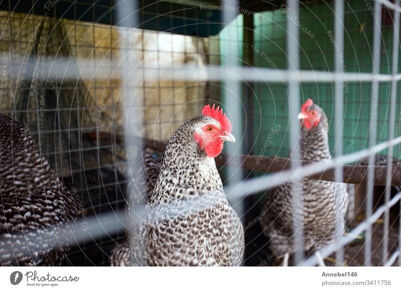 Chickens behind the fence in a chicken coop. black and white chicken in small cage farm bird agriculture poultry animal rooster domestic farming red nature