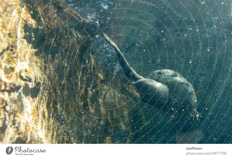 River Otter Lontra canadensis siblings playing River otter North American river otter animal wild animal swim funny cute bubbles swimming wrestling