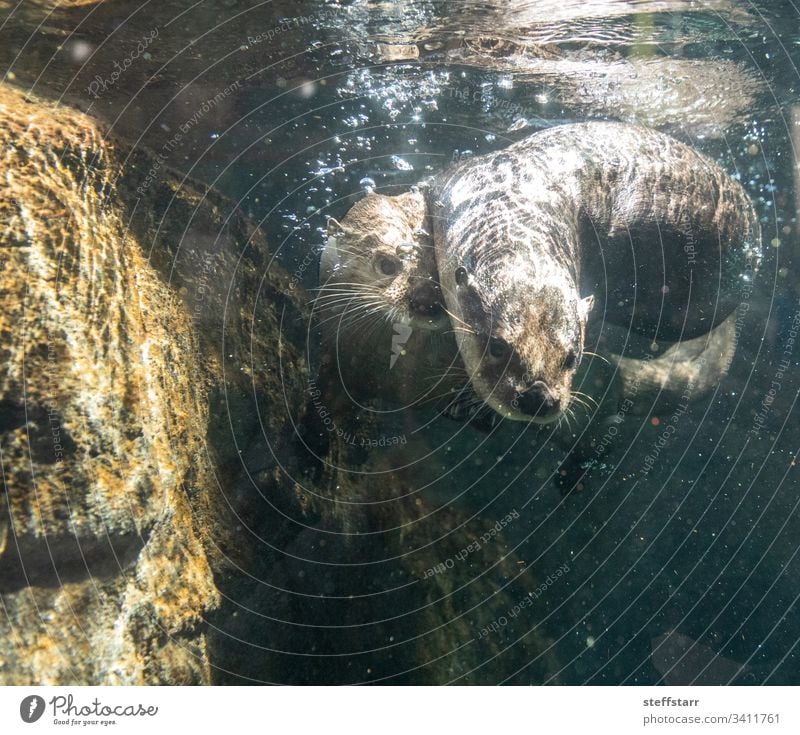 River Otter Lontra canadensis siblings playing River otter North American river otter animal wild animal swim funny cute bubbles swimming wrestling