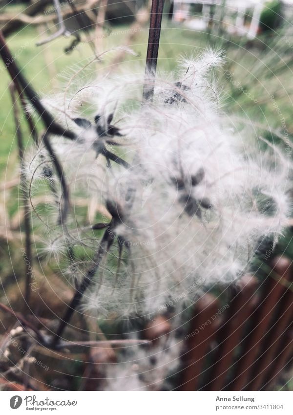 white muddle Part of the plant Brown Botany Close-up Bushes Verdant Nature Exotic Muddled Chaos unusual blurred Plant Environment Structures and shapes Soft Day