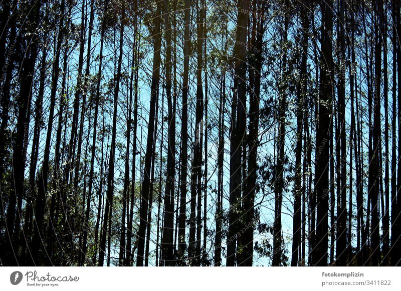 forest tree straight lines Forest trees tree trunks Direct Nature Wood Exterior shot Deserted Shaft of light Environment Tree Forest death Light Tree trunk