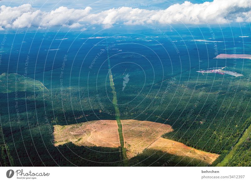rainforest vs. palm oil plantations | climate change Malaya Asia Virgin forest chop down Vacation & Travel Adventure Contrast Sunlight Trip Colour photo