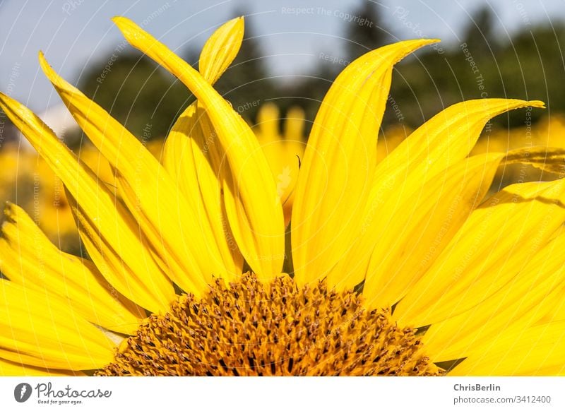 Part of a sunflower Sunflower Yellow bleed leaves flowers Plant Summer Nature Close-up Colour photo Exterior shot Macro (Extreme close-up) Detail Blossoming