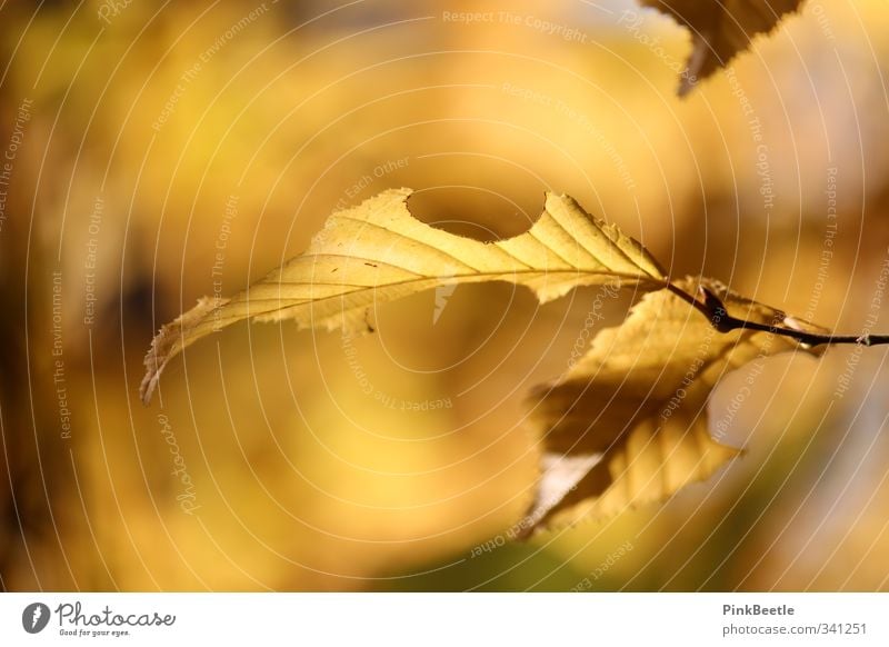 Golden Autumn Nature Plant Sunlight Weather Beautiful weather Tree Leaf Forest Yellow Orange Colour photo Exterior shot Close-up Copy Space left Copy Space top