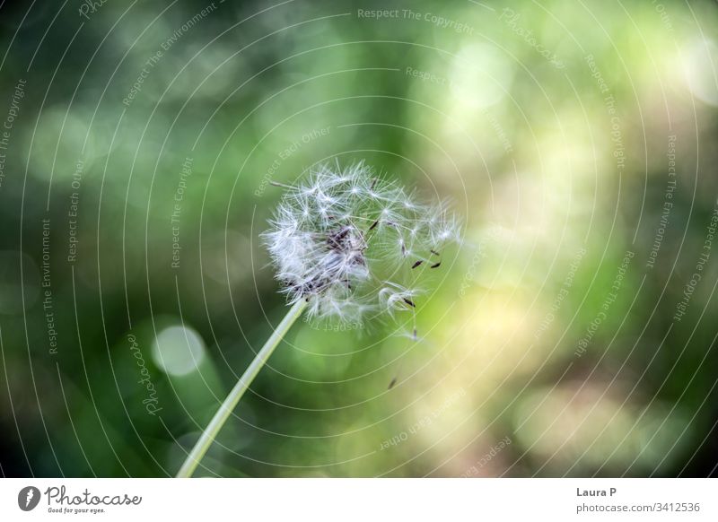 Beautiful dandelion seeds blown by the wind environment grass color season meadow garden petal decor romantic texture wet seedling close-up effect bokeh detail