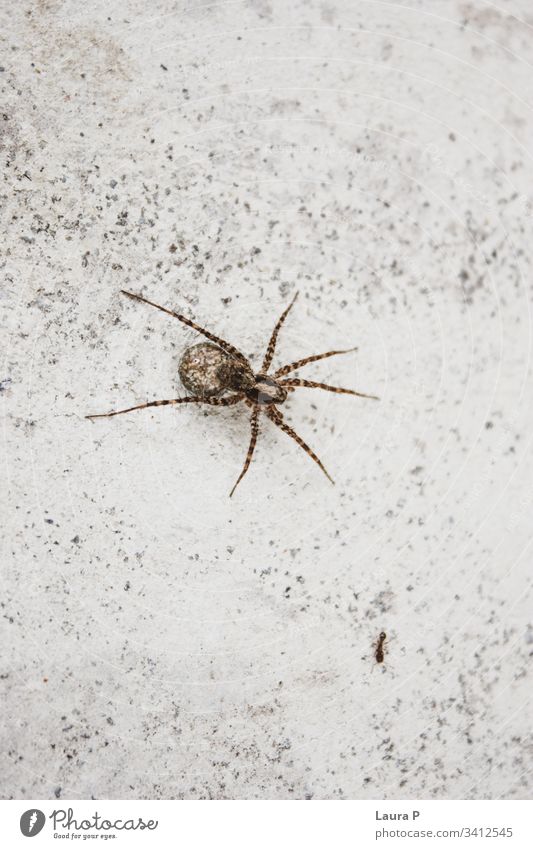 Close up of a spider and an ant creepy-crawly small danger life close fear close up biology horror natural brown closeup arthropod venom fang bite web wild