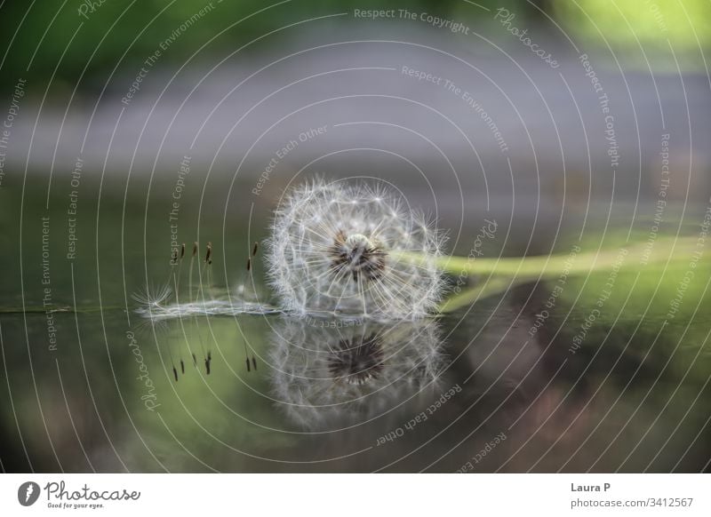 Beautiful dandelion - flower reflection in water environment grass color season meadow garden petal decor romantic texture wet seedling close-up effect bokeh