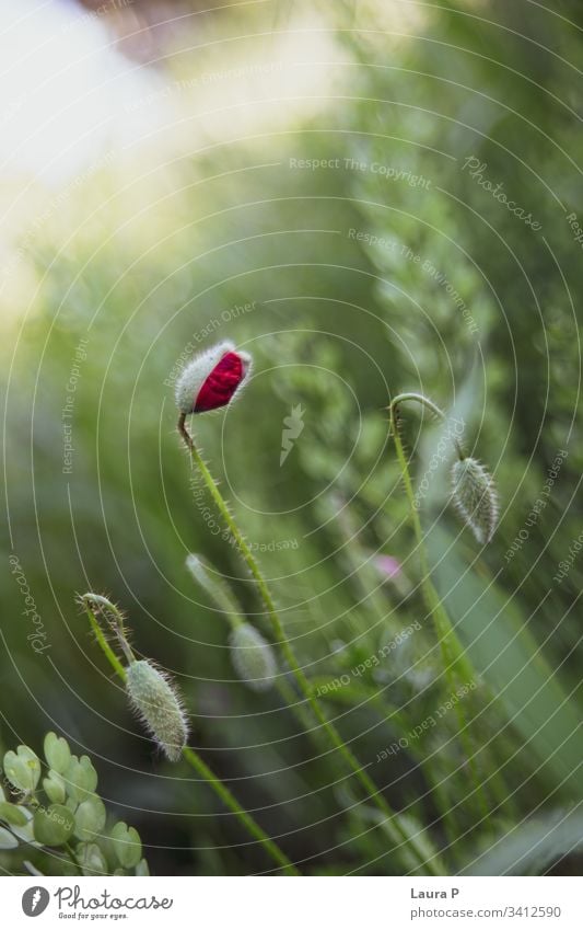 Beautiful red poppy in a green field in summer sky blooming single elegance thin intense botanical spring bright freshness botany pollen rural close one